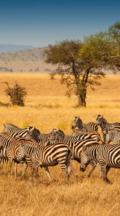 Luxury African travel experience with stunning landscape views, ideal for upscale safaris and cultural vacations