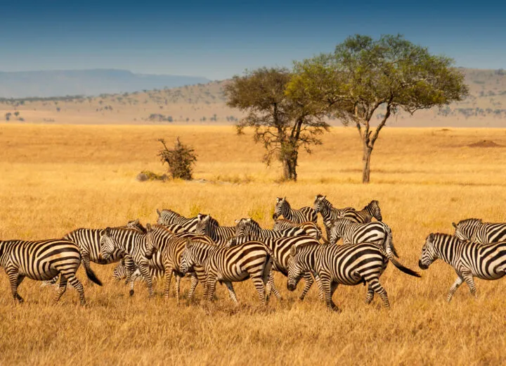 Luxury African travel experience with stunning landscape views, ideal for upscale safaris and cultural vacations