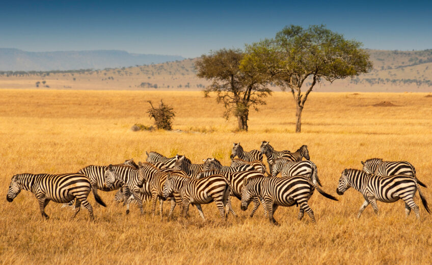 Luxury African travel experience with stunning landscape views, ideal for upscale safaris and cultural vacations