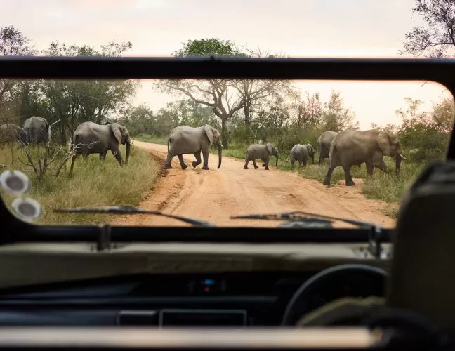 The Ultimate African Safari Experience: Where to Go and When