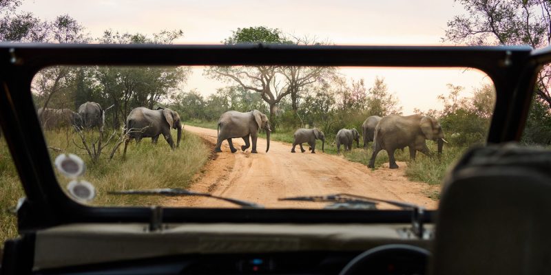 Luxury African safari with wildlife viewing in open vehicle, ideal for upscale adventure and nature travel