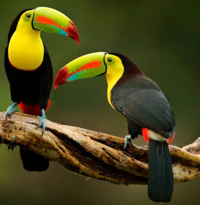 Central & South America