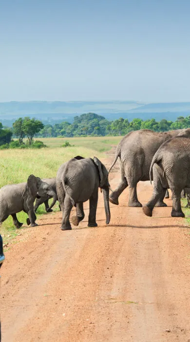 Travelers on a safari tour in open jeep, watching animals roam the savannah under a sunny sky