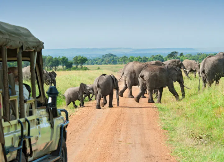 Travelers on a safari tour in open jeep, watching animals roam the savannah under a sunny sky