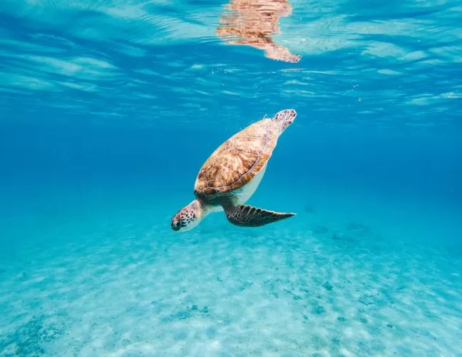 Seaside Escapes: The Best Beach Destinations for a Luxury Getaway