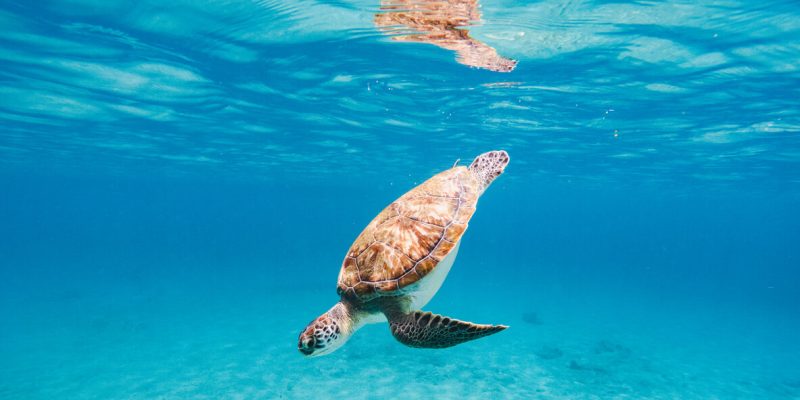 Sea turtle swimming in crystal-clear ocean
