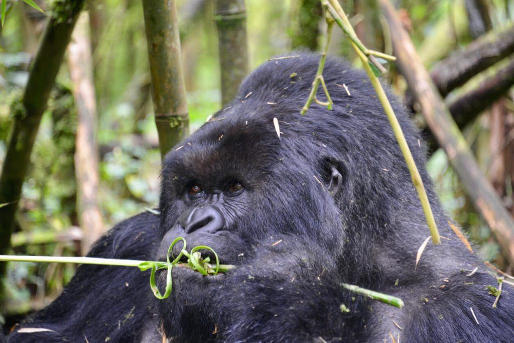 Mountain gorilla in Volcanoes National Park, Rwanda, spotted during a guided gorilla trekking adventure.