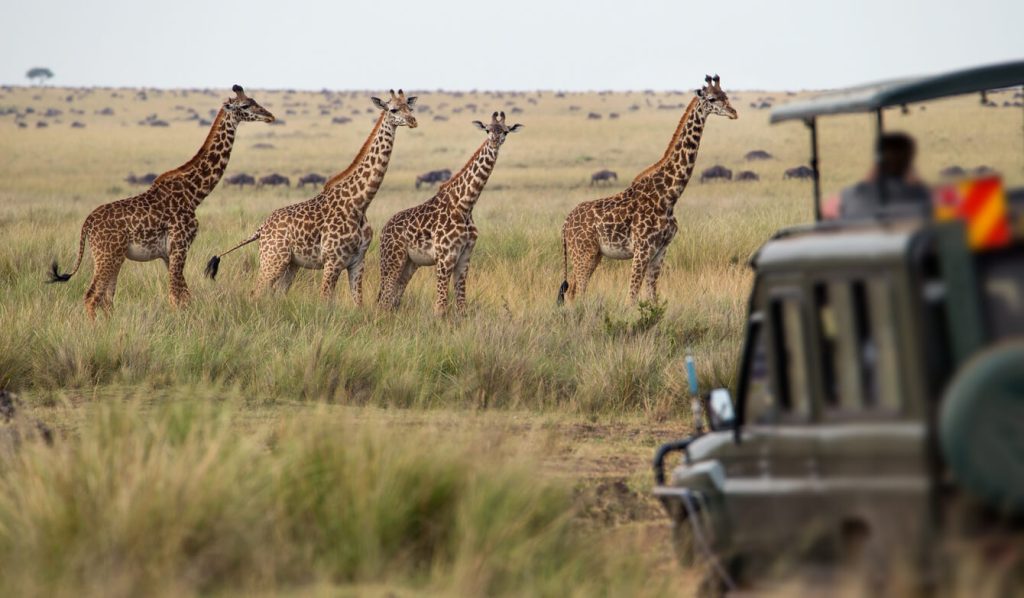 Group of giraffes grazing on the savannah during a guided safari in the Botswana National Reserve.